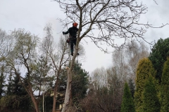 DrzewaNiebezpieczne_11zon